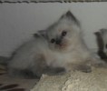 /album/fotogalerie-chico/sam-2621-jpg/