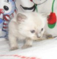 /album/fotogalerie-chico/sam-2706-jpg/