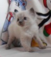 /album/fotogalerie-chico/sam-2712-jpg/