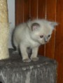 /album/fotogalerie-chico/sam-2798-jpg/