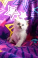 /album/fotogalerie-charlie-1-tyden/p1020814-jpg/