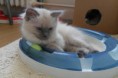 /album/fotogalerie-chico/sam-4676-jpg/