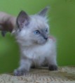 /album/fotogalerie-chico/sam-4963-jpg/